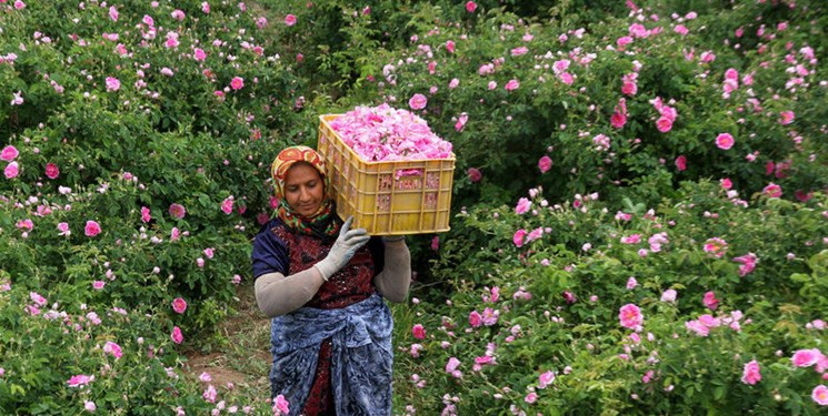 Gül Hasadı