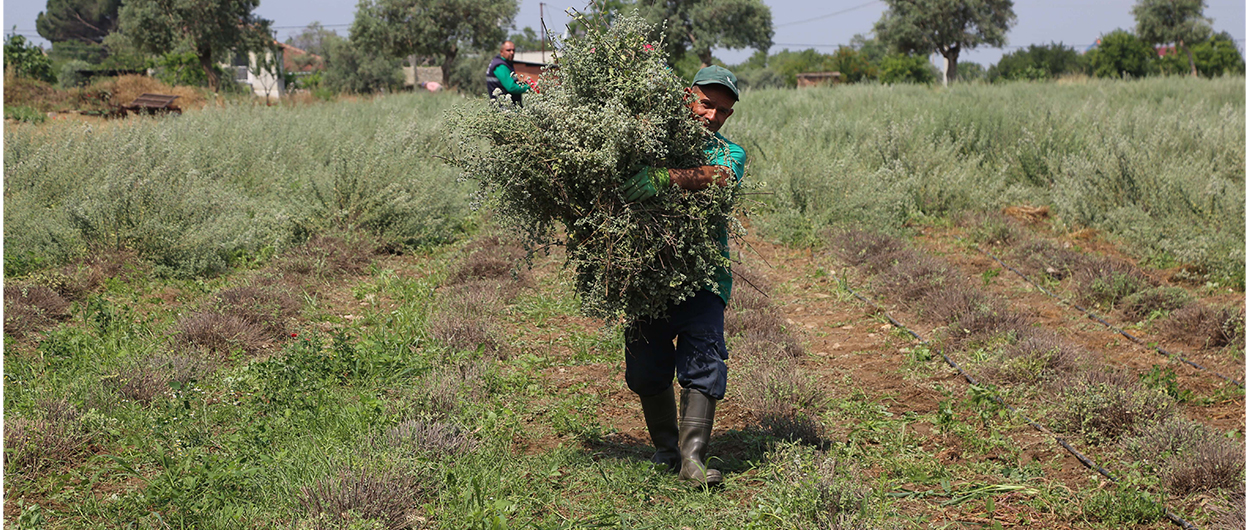 Kekik Hasadı