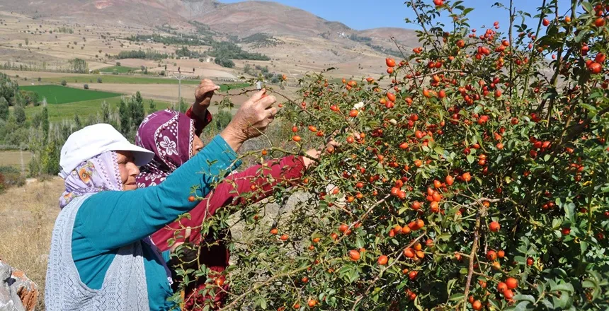Kuşburnu Hasadı